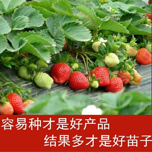 烟台奶油草莓苗 10公分以下 地栽苗 