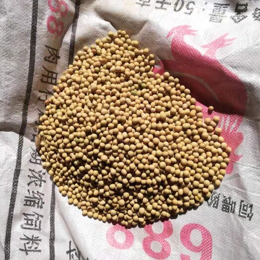 虎林市黄大豆 生大豆 1等品 