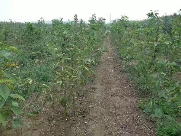 绛县红灯樱桃苗 