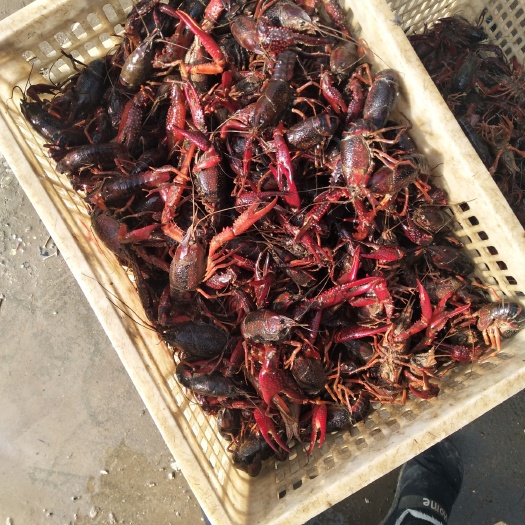 潜江市潜江小龙虾  4-6钱 人工养殖 中红