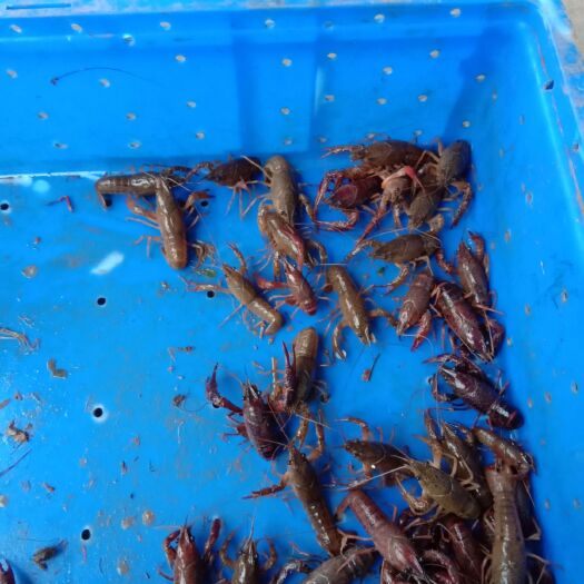 重庆市青壳小龙虾 2钱以下 人工养殖 