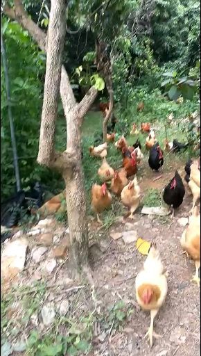 广州土鸡 3-4斤 母 