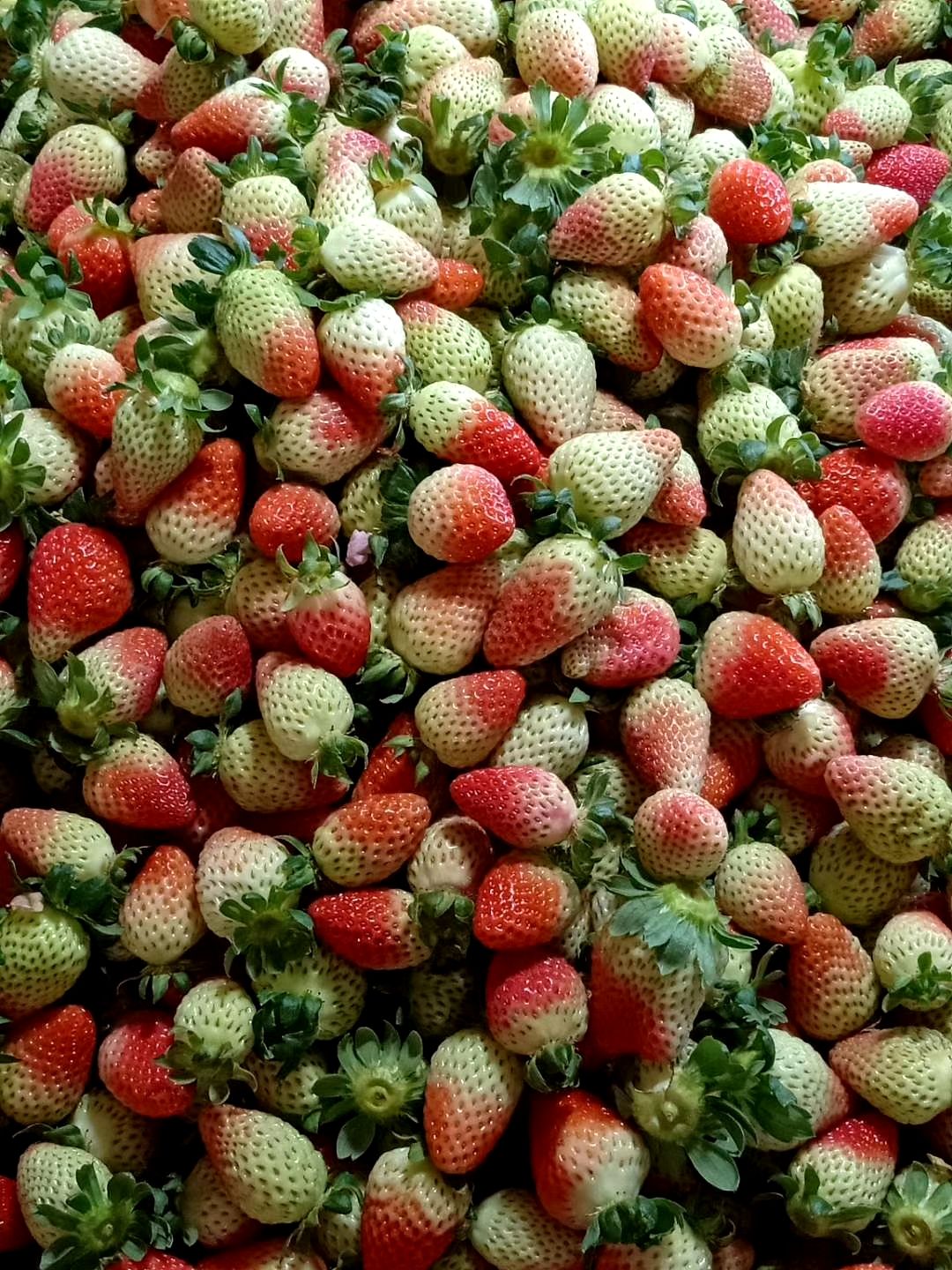 蒙特瑞草莓 300多克一盒，20多斤一件