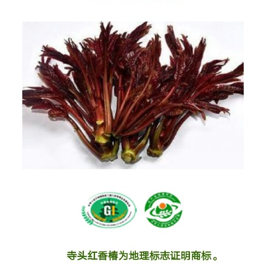 临朐县红油香椿芽 9~12cm 
