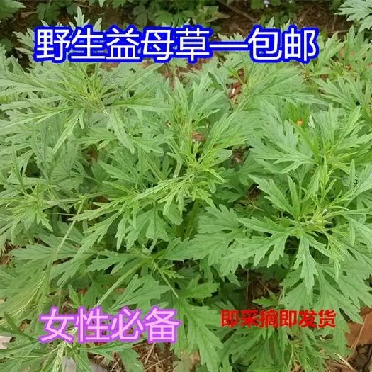 广州益母草  新鲜广东省2斤包邮