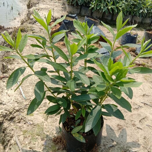 佛山毛杜鹃 0.5米以下