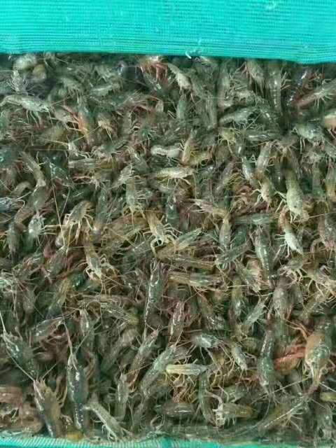 余干县鄱阳湖清水小龙虾  虾苗