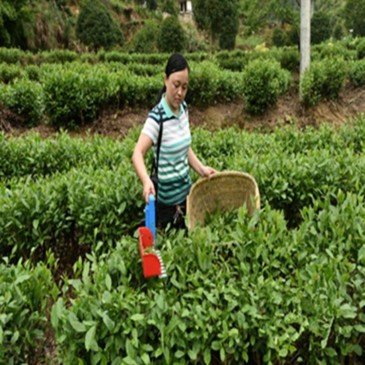 采茶机 单人电动