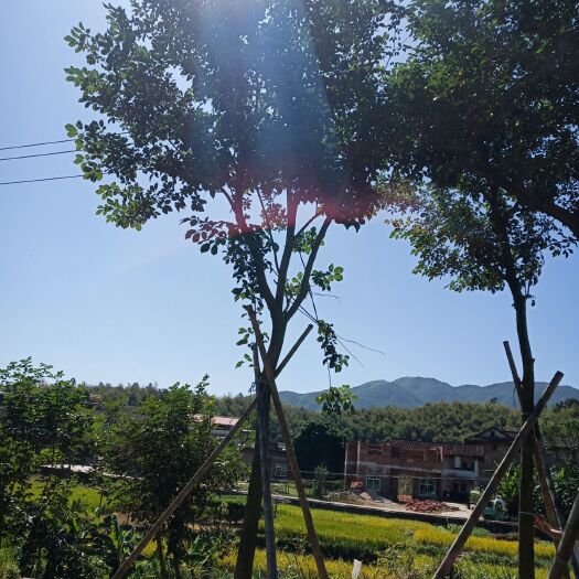 漳浦县黄花风铃木  少花，基地现货12-22公分