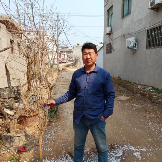荥阳市河阴软籽石榴树苗