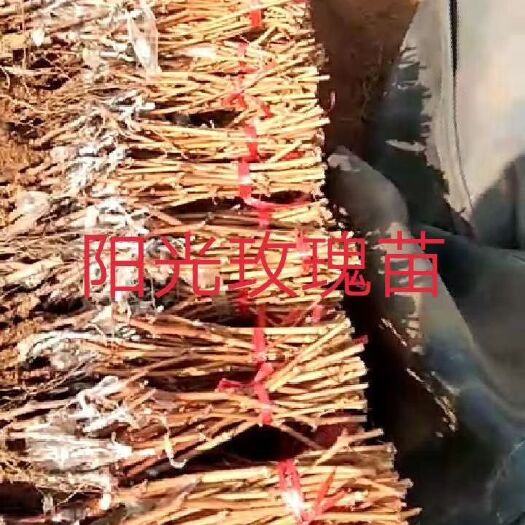 兴城市阳光玫瑰葡萄苗 