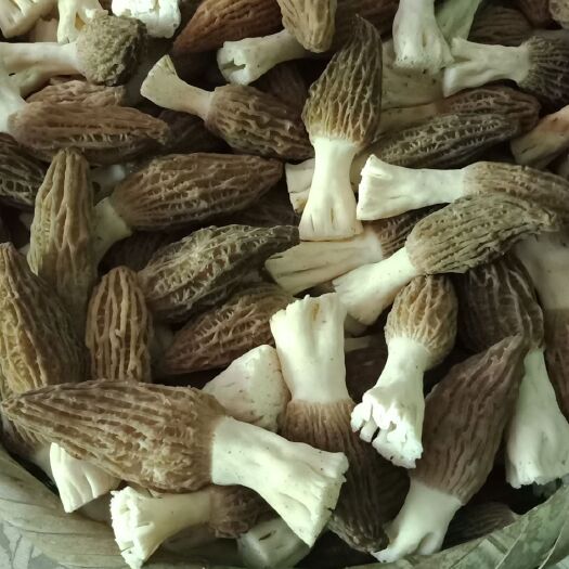西安羊肚菌 陕西省西安市鄠邑区 干货