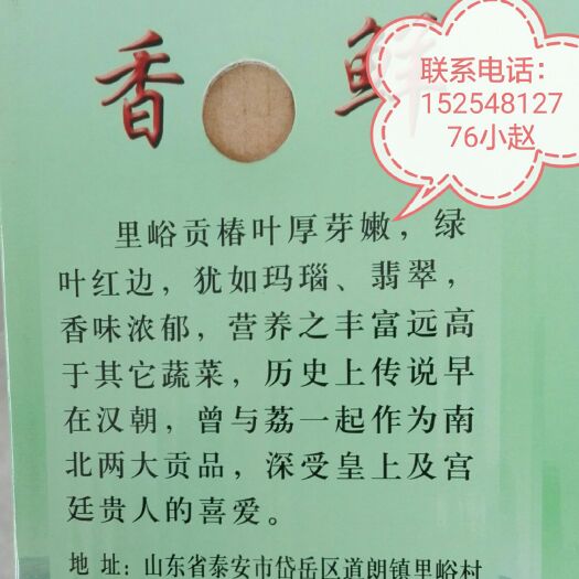 泰安红香椿芽  12cm以上 时令蔬菜