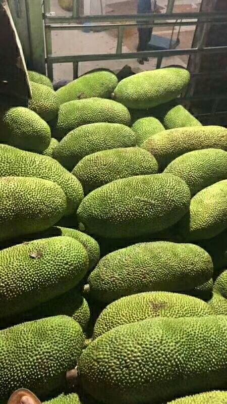昌江海南菠萝蜜 15斤以上 