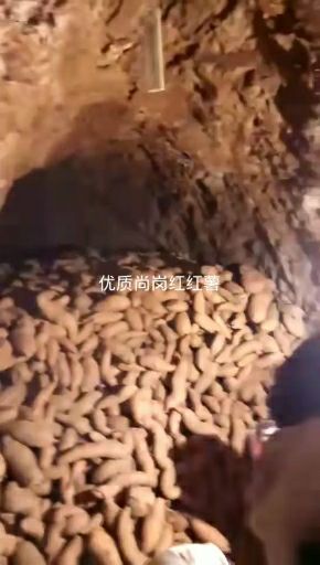 沂水县香港红红薯 3两~6两 红皮