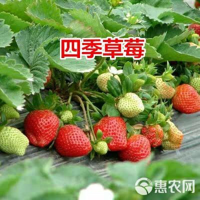 奶油草莓苗 10公分以下 地栽苗 