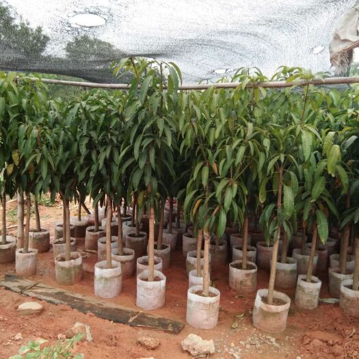 灵山县贵妃芒果苗 