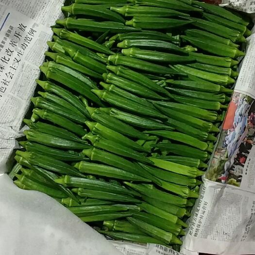 尉氏县黄秋葵 10 - 12cm 