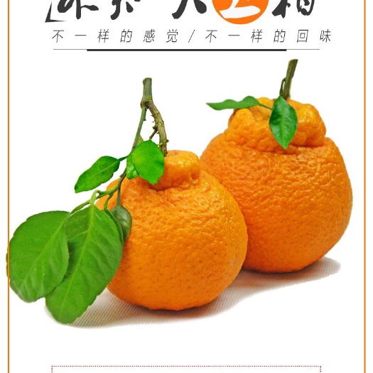 丹棱县不知火 7.5 - 8cm 4两以上 