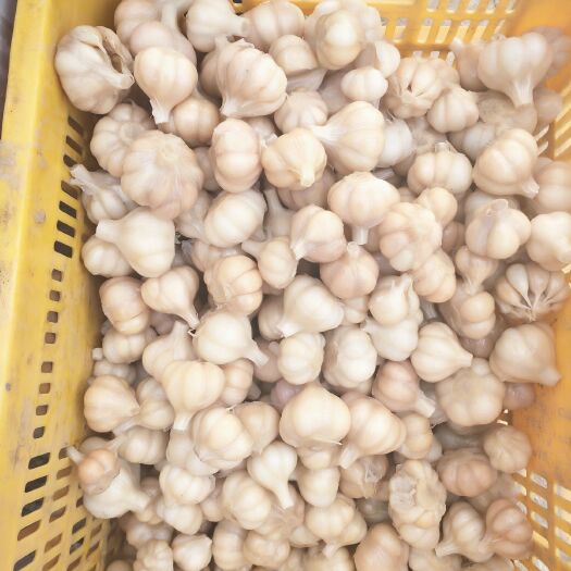 平度市白皮大蒜 腌制蒜