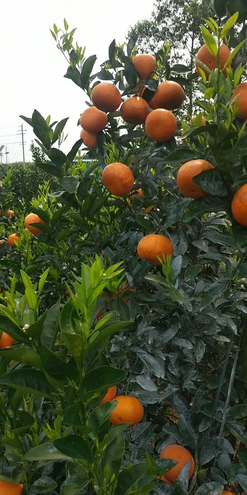 沃柑 统货 5两以上 