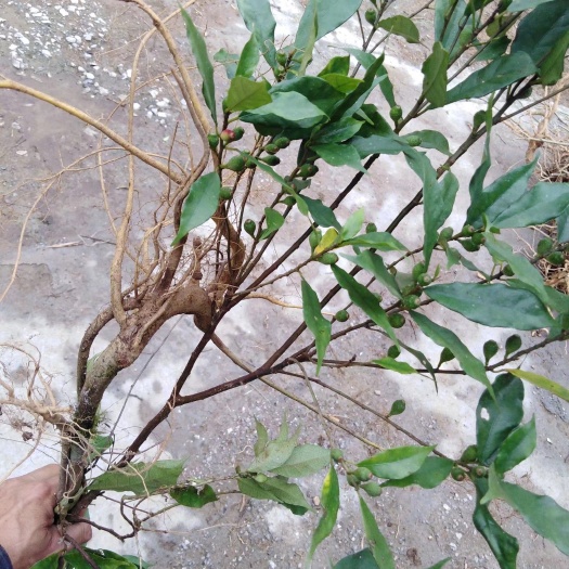 广州牛奶树根 白花牛奶根鲜品
