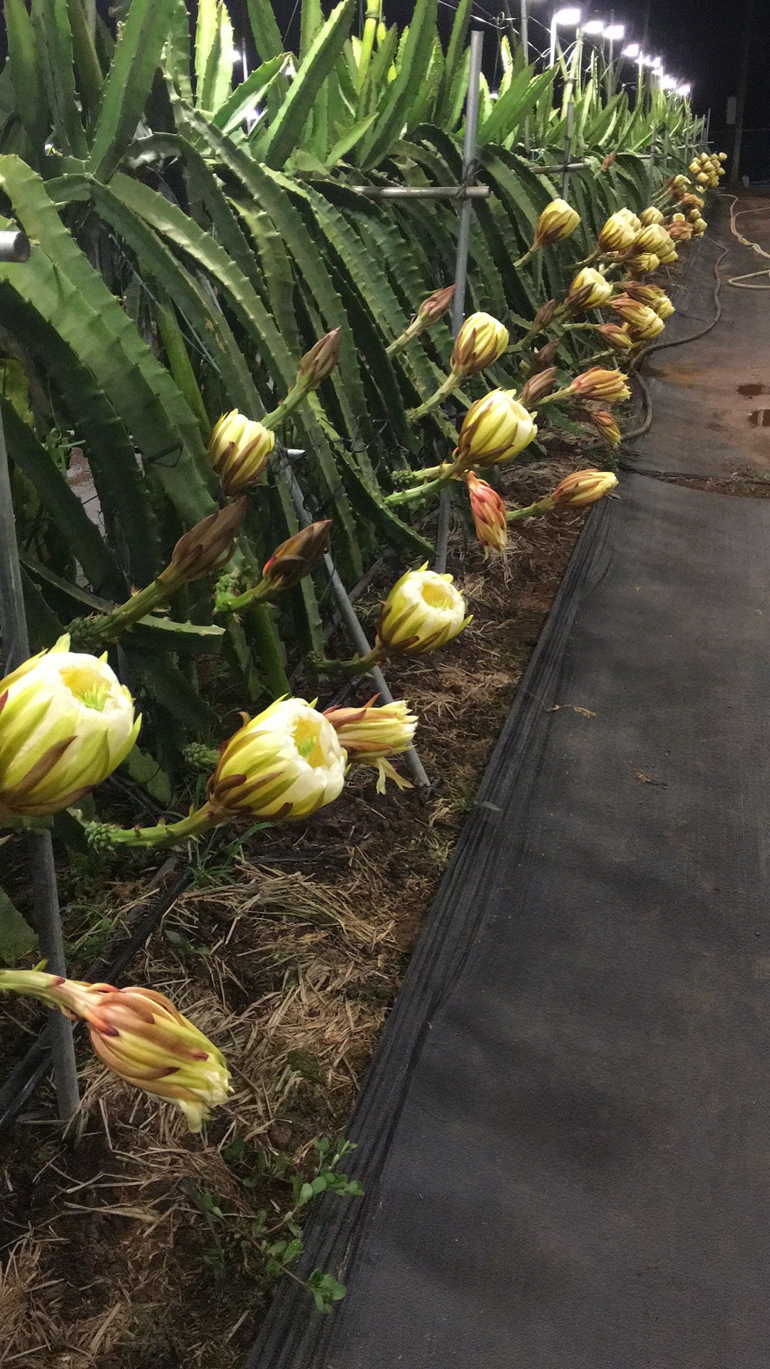 黄龙苗 燕窝果苗