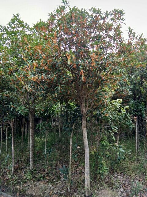 荔浦市红桂花金球桂珍珠彩叶桂花树现货