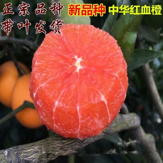 灵山县血橙苗 正品卡拉卡血橙