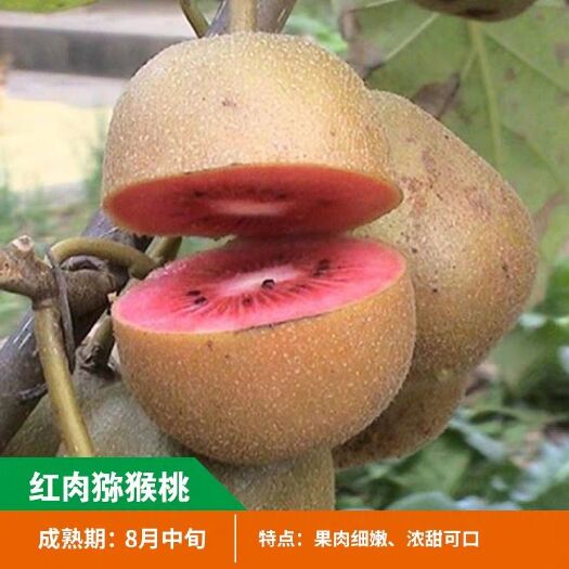 平邑县红心猕猴桃苗 嫁接苗 