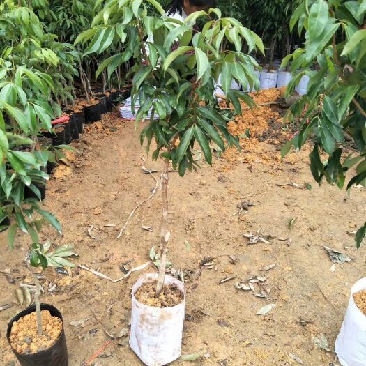 灵山县妃子笑荔枝苗 