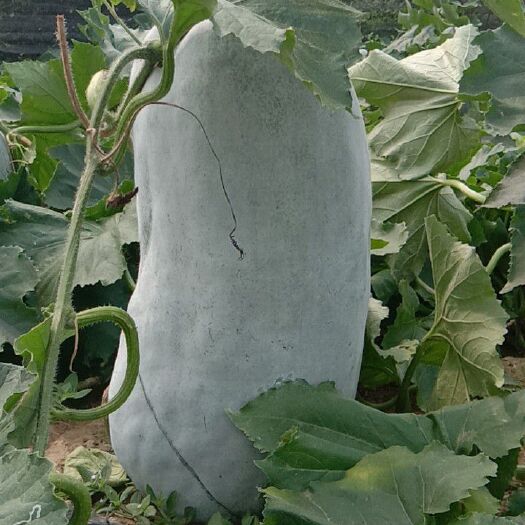 陵水县白皮冬瓜  海南精品白冬瓜粉色好条形好平均有30－35