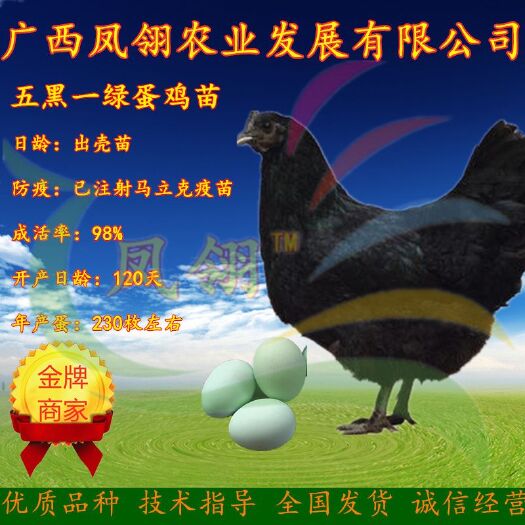 南宁绿壳鸡苗 母