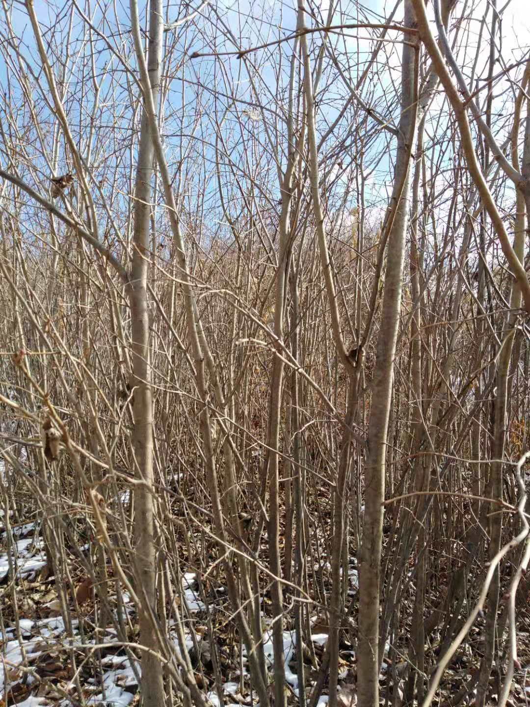椴树