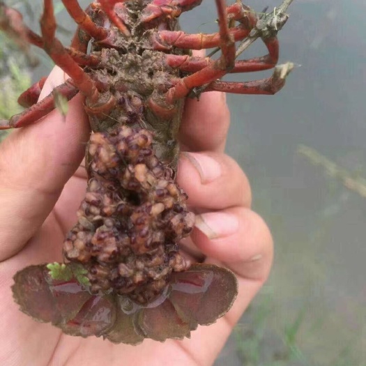 罗山县龙虾苗  抱卵种虾