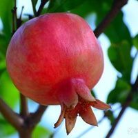平邑县花石榴