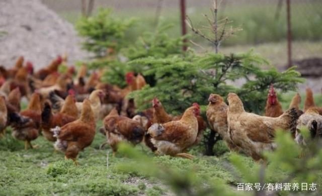 宣汉县土鸡 4-5斤 统货 