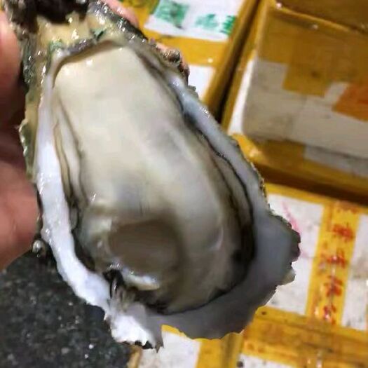 佛山珠海生蚝 人工养殖 2-3两/只 