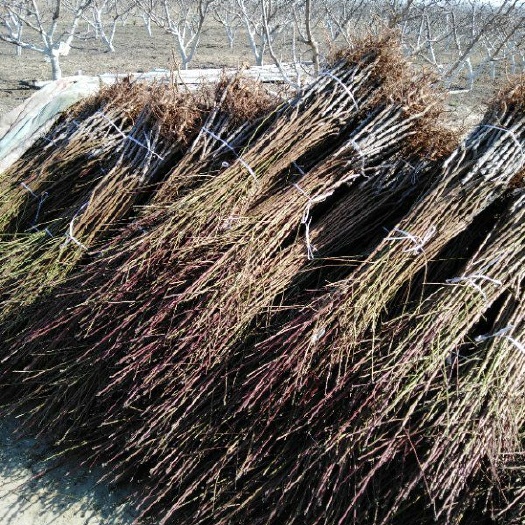 项城市永莲蜜桃苗 1~1.5米 