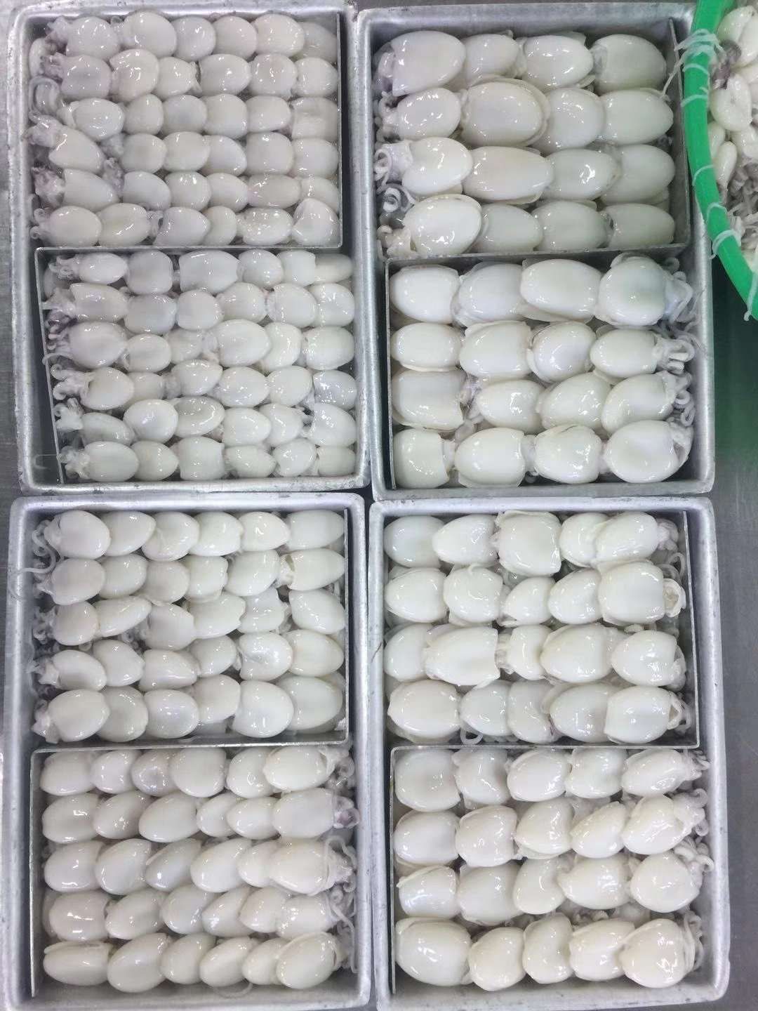 北海墨鱼 