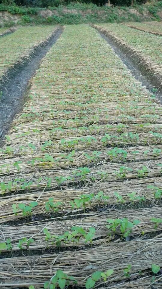 黑黄皮果苗 苗场直销！正宗！包邮！包邮！！