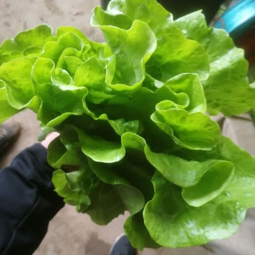 邯郸意大利生菜 河北省邯郸市丛台区