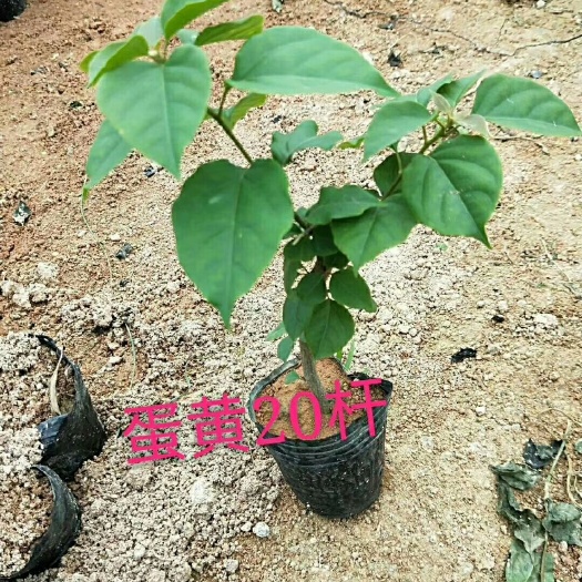 漳州黄花三角梅 0.2~0.5米