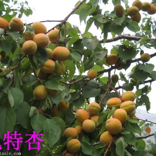 金太阳杏树苗 
