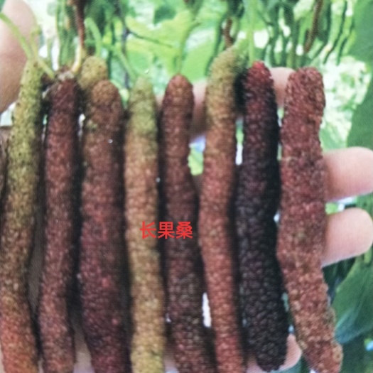 灵山县长果桑苗 