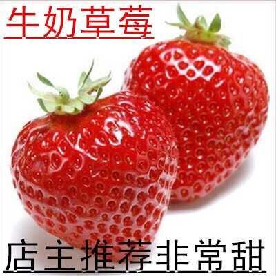 平邑县 草莓苗牛奶草莓苗章姬红颜菠萝草莓苗盆栽地栽南北方种植当年结果