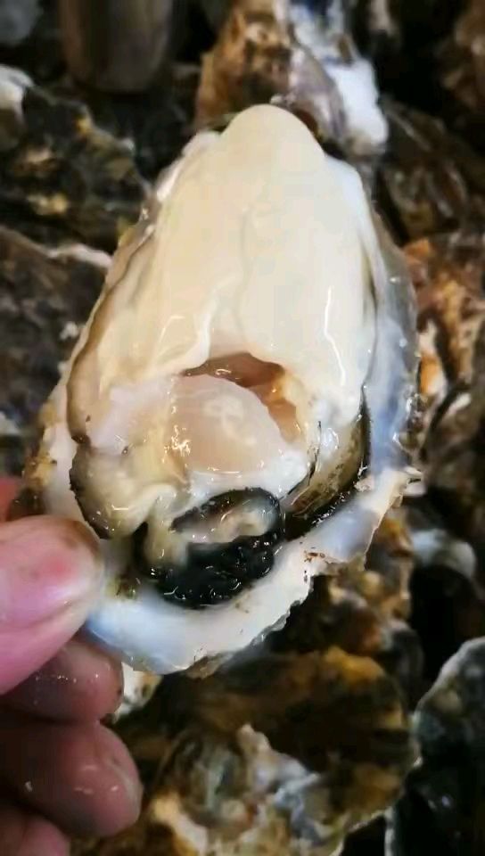 汕尾生蚝 人工养殖 3-4两/只 