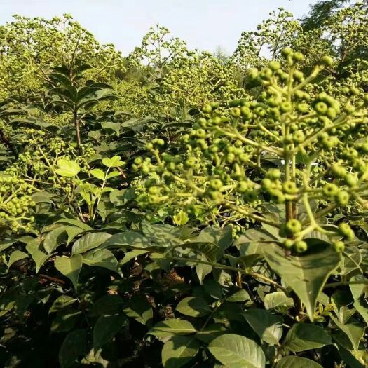 武胜县吴茱萸 优质 高产 中花种苗
