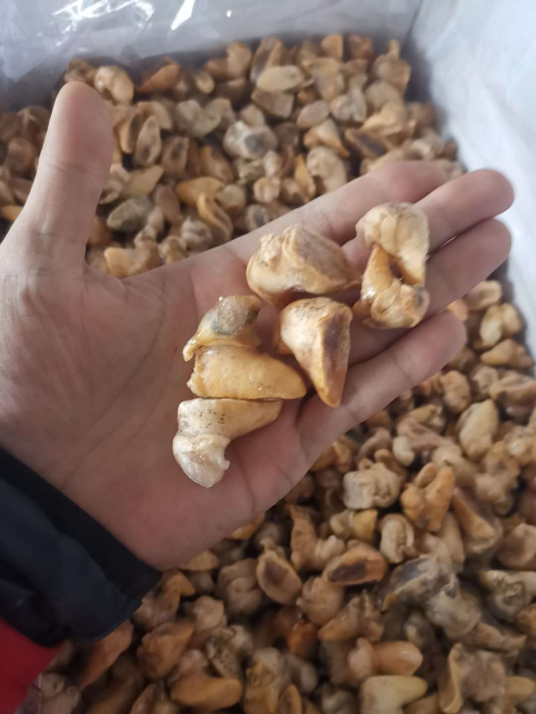 假鲍鱼  珍珠鲍鱼