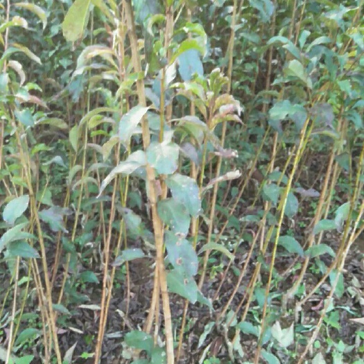 贞丰县蜂糖李树苗 